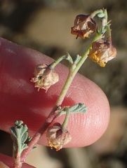 Hermannia desertorum