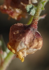 Hermannia desertorum