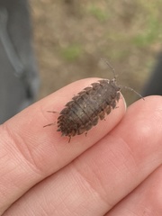 Trachelipus squamuliger