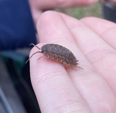 Trachelipus squamuliger