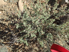 Hermannia desertorum