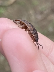 Trachelipus squamuliger