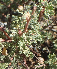 Hermannia desertorum
