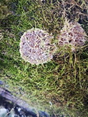 Peniophora polygonia