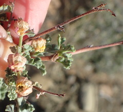 Hermannia desertorum