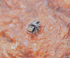 Habronattus arcalorus