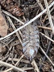 Trachelipus squamuliger