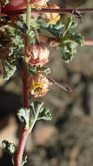 Hermannia desertorum