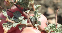 Hermannia desertorum