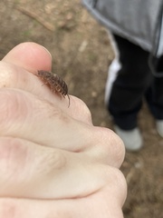 Trachelipus squamuliger