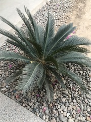 Metroxylon sagu