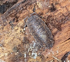 Trachelipus squamuliger