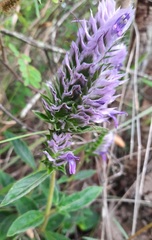 Lepidagathis cyanea