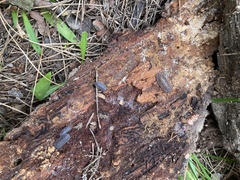 Trachelipus squamuliger