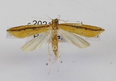 Donacaula dispersellus