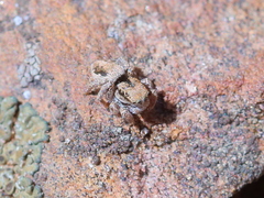 Habronattus arcalorus