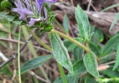 Lepidagathis cyanea