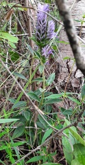 Lepidagathis cyanea