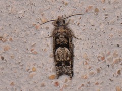 Pseudexentera hodsoni