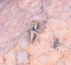 Habronattus arcalorus