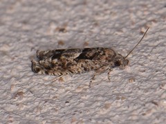 Pseudexentera hodsoni