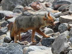 Lycalopex culpaeus culpaeus