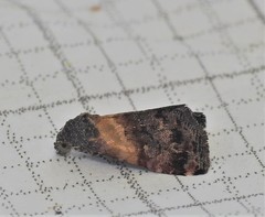 Tripudia balteata