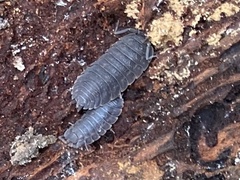 Trachelipus squamuliger