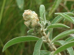 Croton orbignyanus