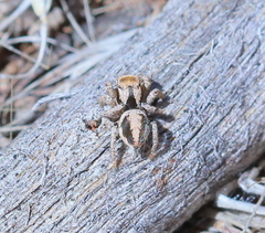 Habronattus arcalorus