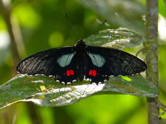 Parides erithalion