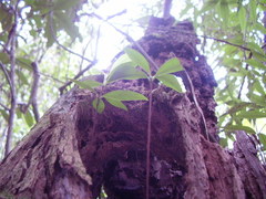 Eugenia brasiliensis