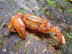 Trichodactylus