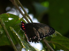 Parides erithalion