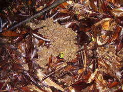 Procyon cancrivorus
