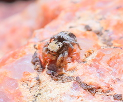 Habronattus arcalorus