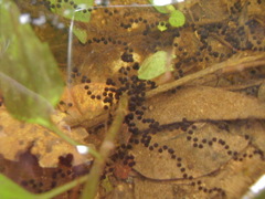 Rhinella ornata