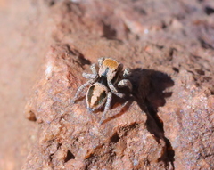 Habronattus arcalorus