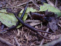 Macrobrachium potiuna