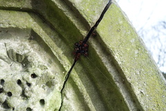 Harmonia axyridis