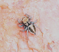 Habronattus arcalorus
