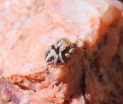 Habronattus arcalorus