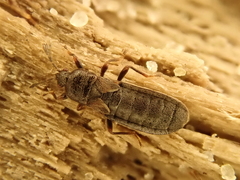 Dimorphopterus spinolae