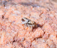 Habronattus arcalorus