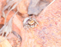 Habronattus arcalorus
