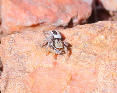 Habronattus arcalorus