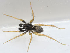 Pardosa atlantica