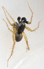 Pardosa atlantica