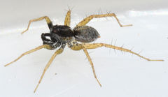 Pardosa atlantica