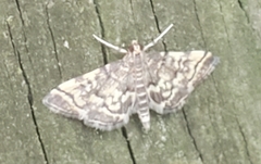 Steniini